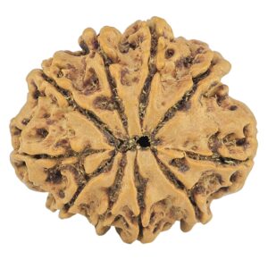 10 Mukhi Rudraksha 25.3mm 3.69gm - Rudraksha back