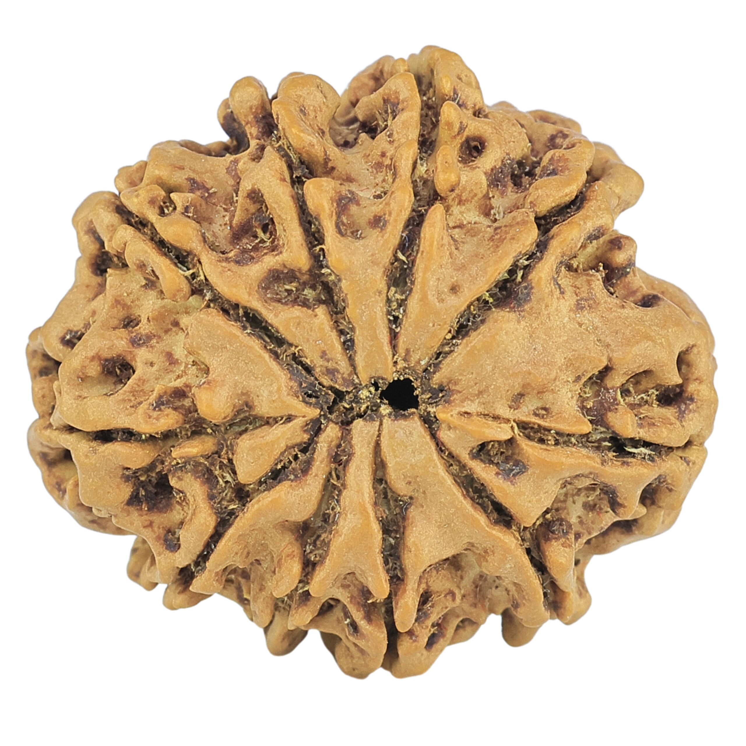 10 Mukhi Rudraksha 25.3mm 3.69gm - Rudraksha back