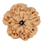 1 Mukhi - U/D 24.1mm 4.67gm - Rudraksha back