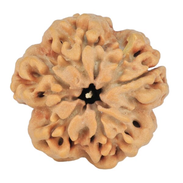 1 Mukhi - U/D 24.1mm 4.67gm - Rudraksha back