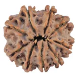 9 Mukhi Rudraksha 25.7mm 5.47gm - Rudraksha back