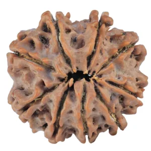 9 Mukhi Rudraksha 25.7mm 5.47gm - Rudraksha back