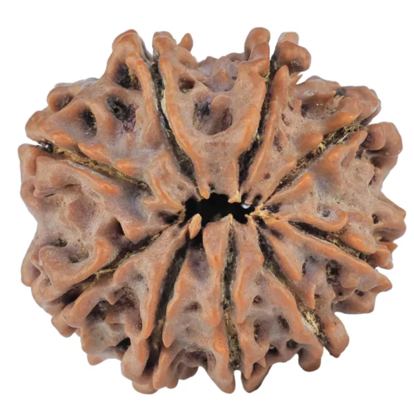9 Mukhi Rudraksha 25.7mm 5.47gm - Rudraksha back