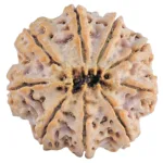 9 Mukhi Rudraksha 32mm 9.35gm - Rudraksha back