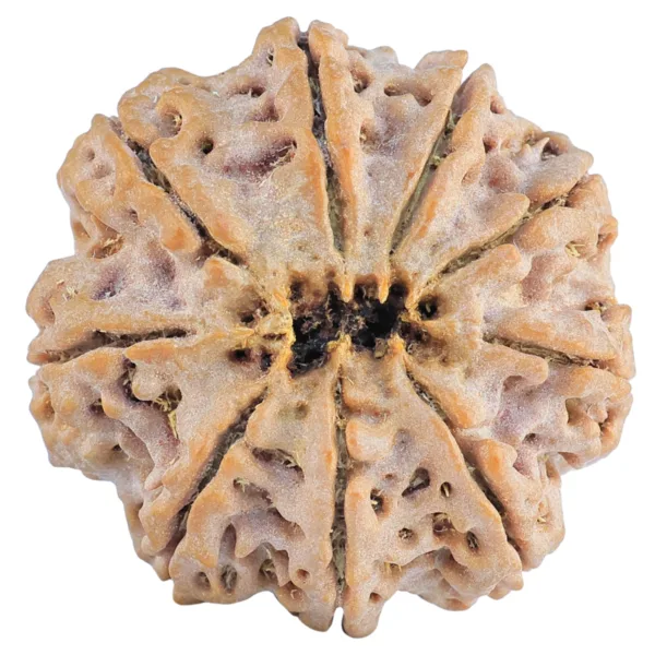 9 Mukhi Rudraksha 32mm 9.35gm - Rudraksha back