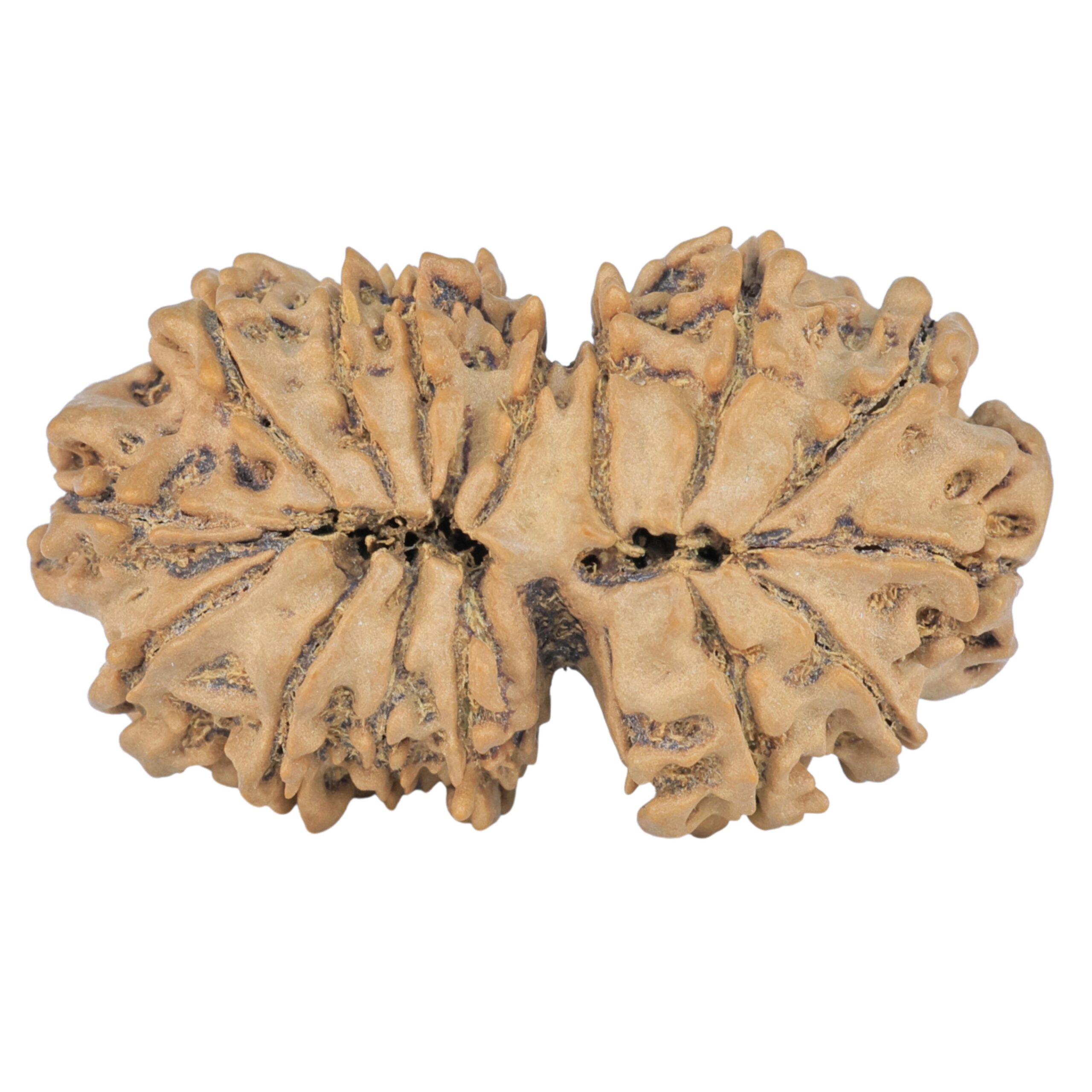 15 Mukhi Gaurishankar 34.2mm 4.77gm - Rudraksha back