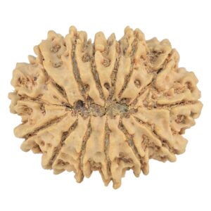 14 Mukhi Rudraksha 29.8mm 4.44gm - Rudraksha back