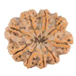 9 Mukhi Rudraksha 29.9mm 6.89gm - Rudraksha back