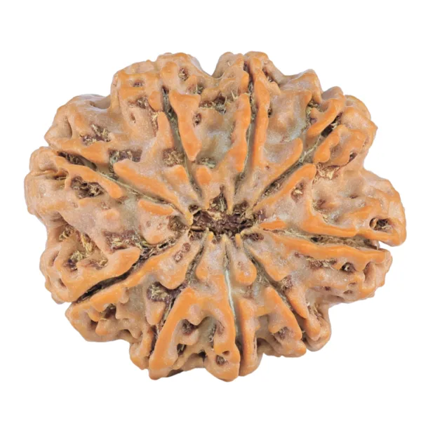 9 Mukhi Rudraksha 29.9mm 6.89gm - Rudraksha back