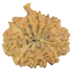 10 Mukhi Ganesh 25.7mm 4.49gm - Rudraksha back