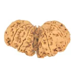 10 Mk Gaurishankar 44.6mm 9.98gm - Rudraksha back