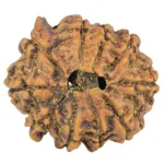 10 Mukhi Ganesh 23.4mm 3.42gm - Rudraksha back