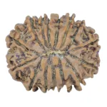 15 Mukhi Rudraksha 23mm 3.21gm - Rudraksha back