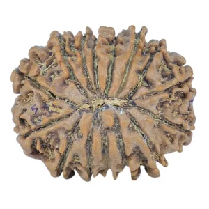 15 Mukhi Rudraksha 23mm 3.21gm - Rudraksha back