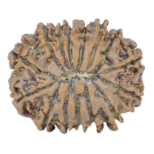 15 Mukhi Rudraksha 23mm 3.21gm - Rudraksha back