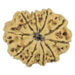10 Mukhi Rudraksha 25mm 3.18gm - Rudraksha back