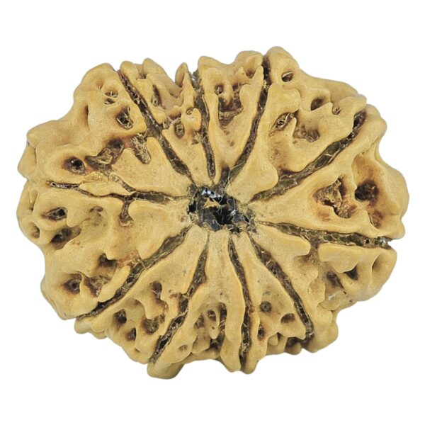 10 Mukhi Rudraksha 25mm 3.18gm - Rudraksha back