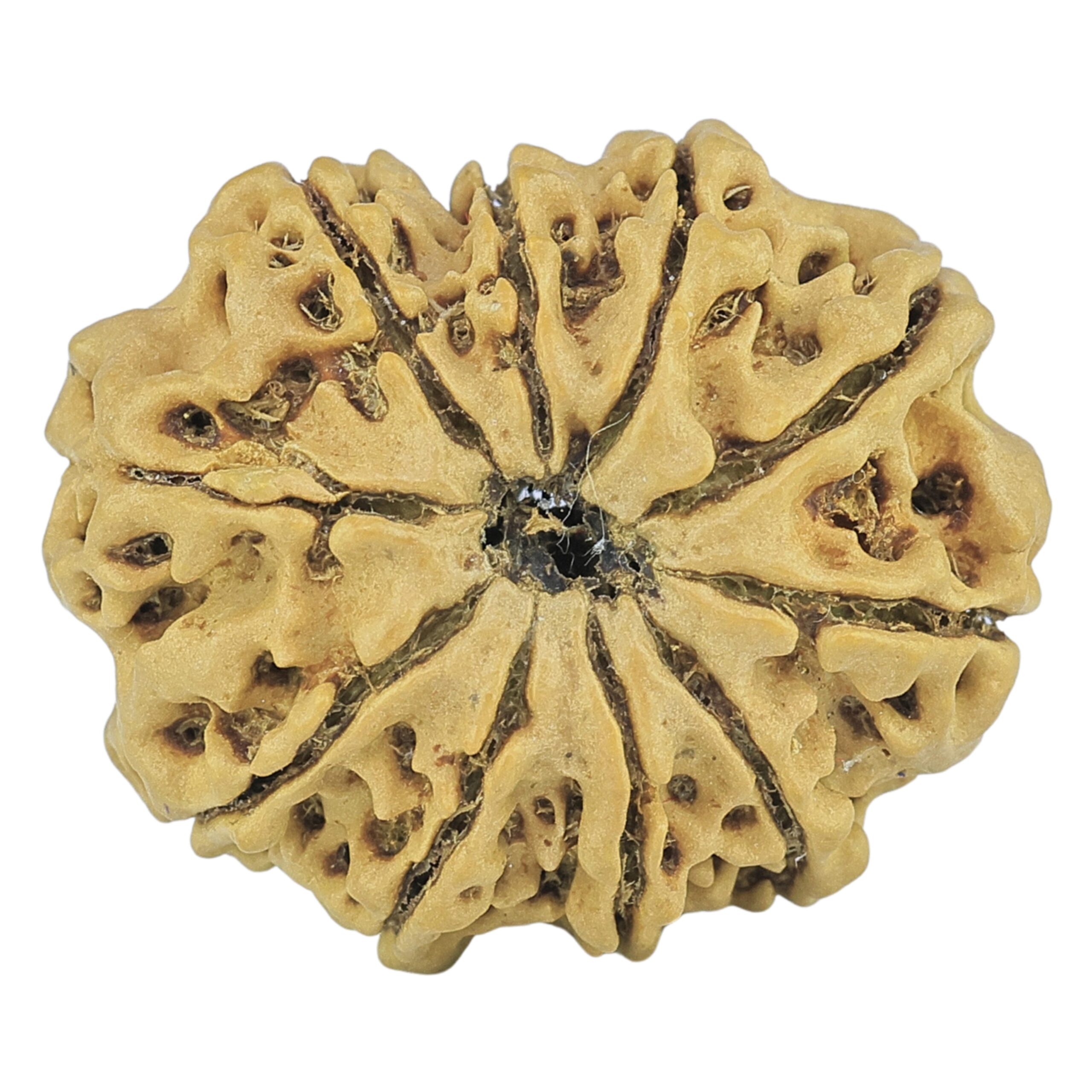 10 Mukhi Rudraksha 25mm 3.18gm - Rudraksha back