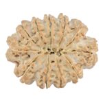 11 Mukhi Rudraksha 38.3mm 10gm - Rudraksha back