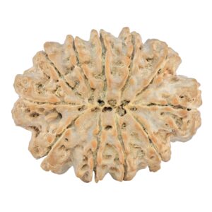 11 Mukhi Rudraksha 38.3mm 10gm - Rudraksha back