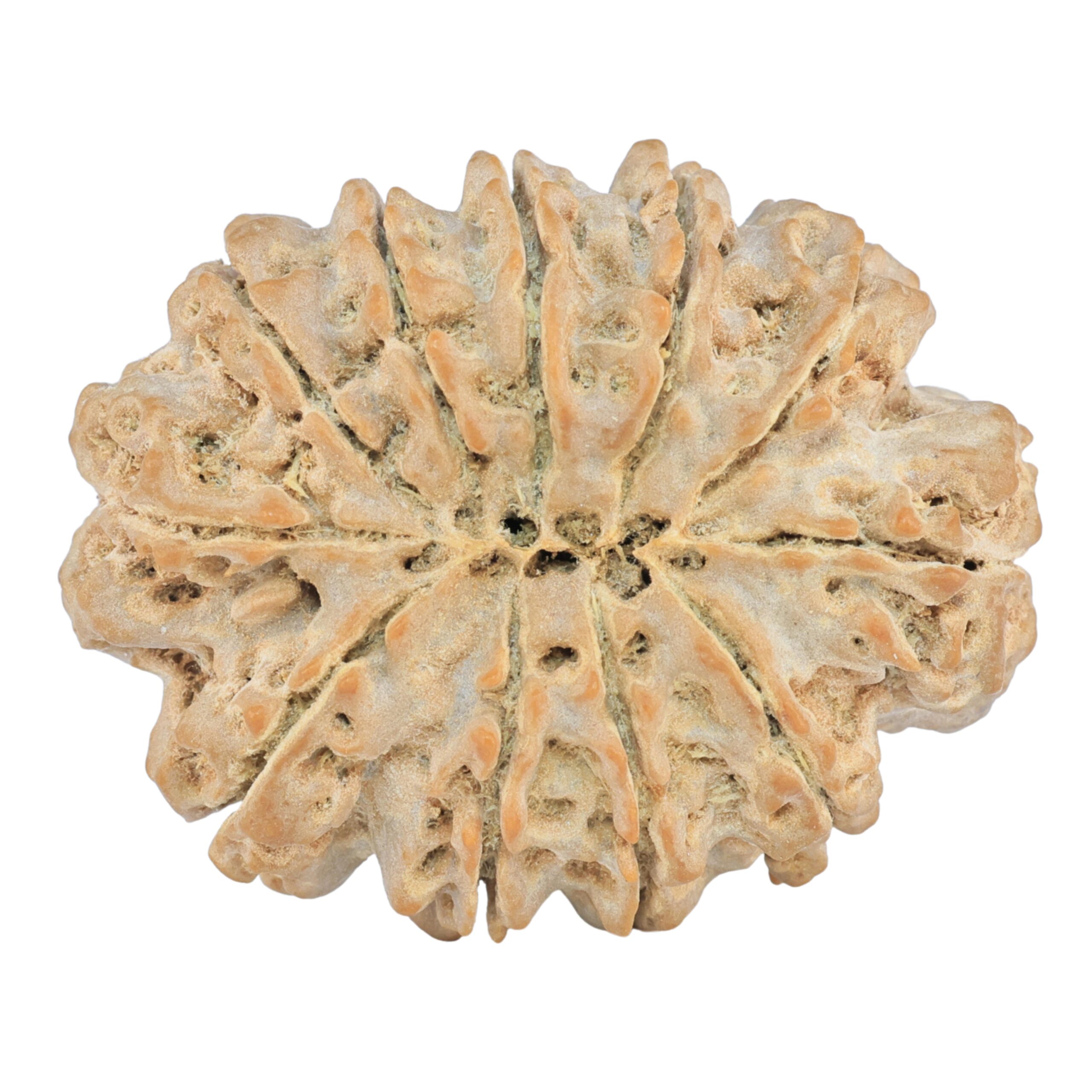 11 Mukhi Rudraksha 38.3mm 10gm - Rudraksha back