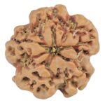 1MK(Underdeveloped) 22.5mm 3.89gm - Rudraksha back