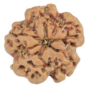 1MK(Underdeveloped) 22.5mm 3.89gm - Rudraksha back