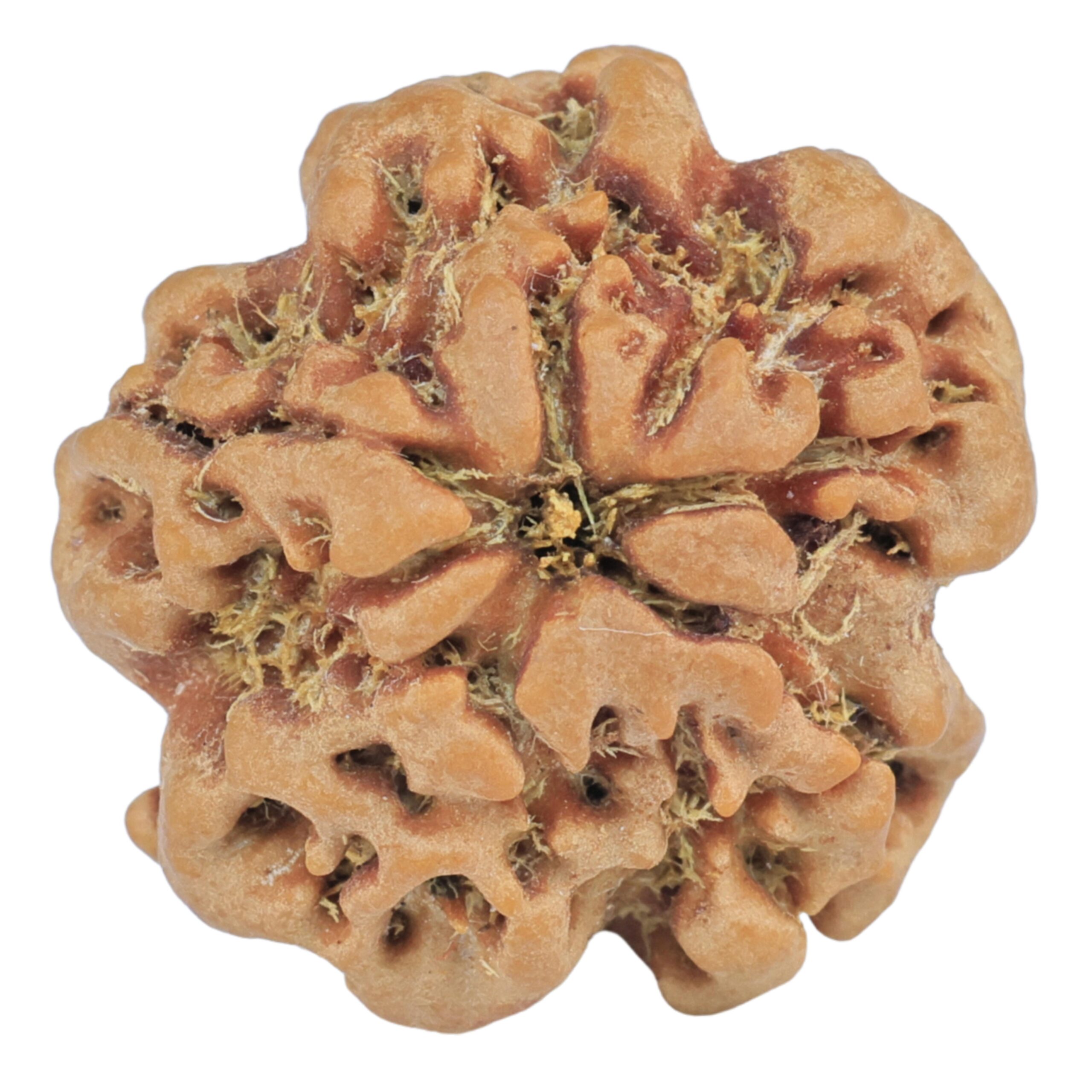 1MK(Underdeveloped) 22.5mm 3.89gm - Rudraksha back