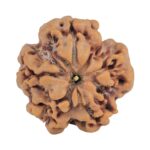 1MK(Underdeveloped) 23mm 4.18gm - Rudraksha back