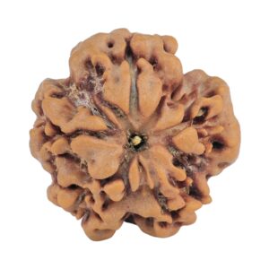 1MK(Underdeveloped) 23mm 4.18gm - Rudraksha back