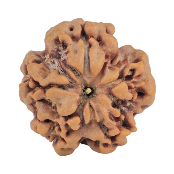 1MK(Underdeveloped) 23mm 4.18gm - Rudraksha back