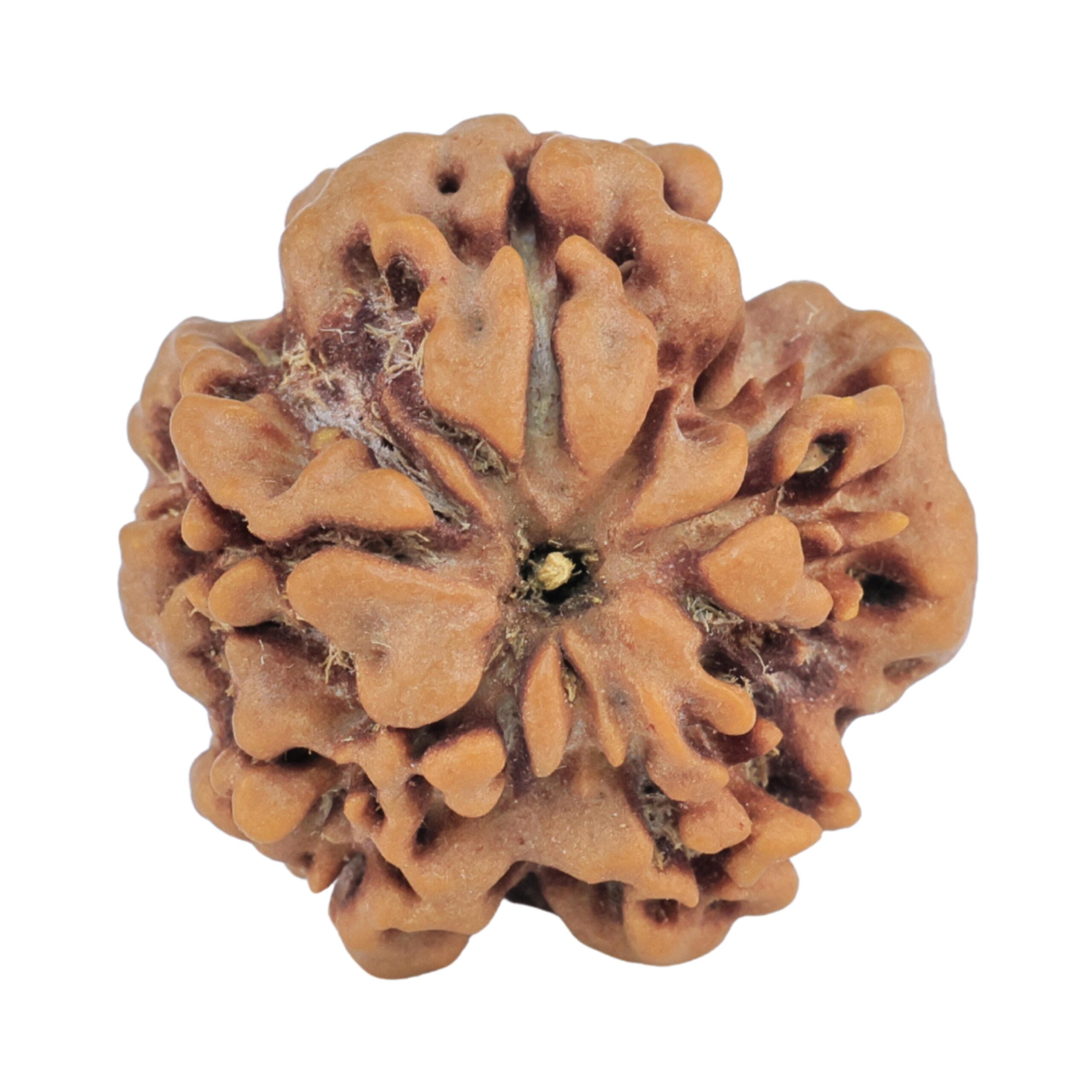 1MK(Underdeveloped) 23mm 4.18gm - Rudraksha back