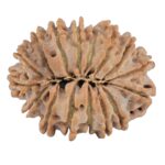 16 Mukhi Rudraksha 24mm 3.19gm - Rudraksha back
