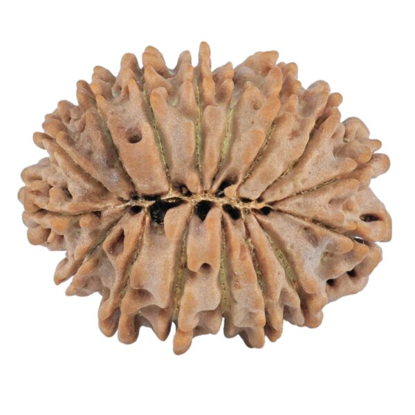 16 Mukhi Rudraksha 24mm 3.19gm - Rudraksha back