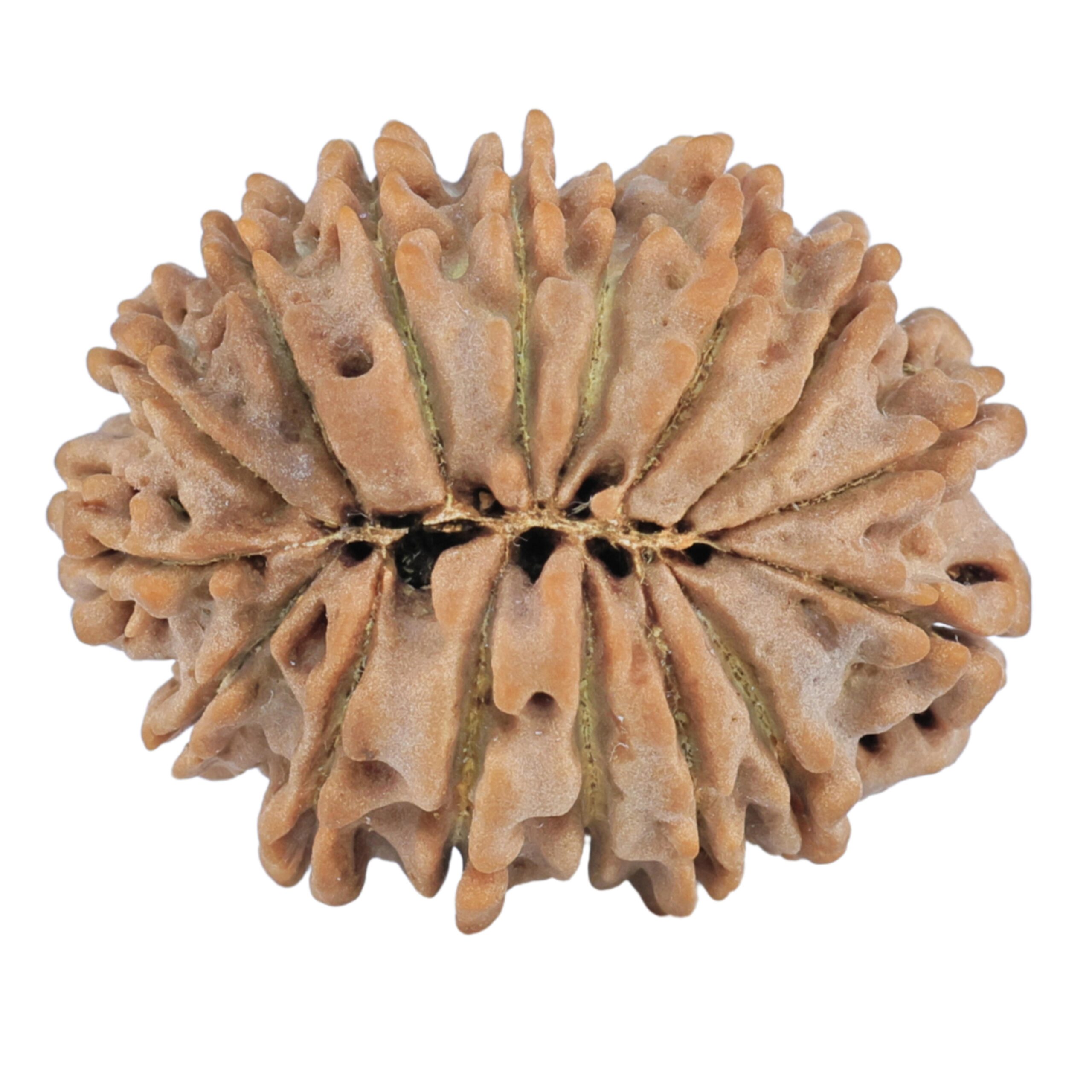 16 Mukhi Rudraksha 24mm 3.19gm - Rudraksha back