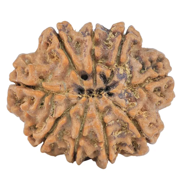 9 Mukhi Rudraksha 26.3mm 4.65gm - Rudraksha back