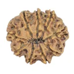 9 Mukhi Rudraksha 26.3mm 4.66gm - Rudraksha back