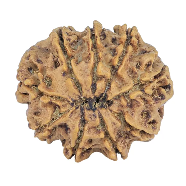 9 Mukhi Rudraksha 26.3mm 4.66gm - Rudraksha back