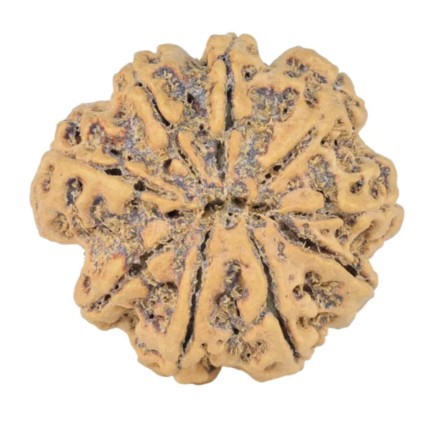 9 Mukhi Rudraksha 25.2mm 3.33gm - Rudraksha back