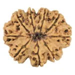 9 Mukhi Rudraksha 31.4mm 6.41gm - Rudraksha back