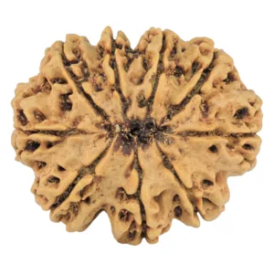 9 Mukhi Rudraksha 31.4mm 6.41gm - Rudraksha back