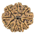 9 Mukhi Rudraksha 26.8mm 4.41gm - Rudraksha back