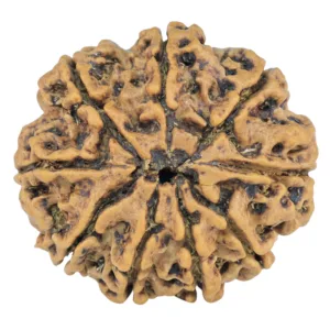 9 Mukhi Rudraksha 26.8mm 4.41gm - Rudraksha back