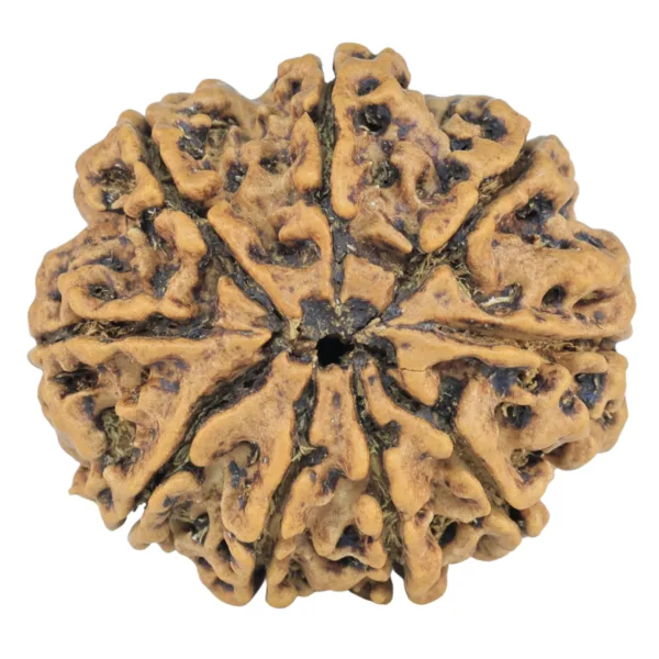 9 Mukhi Rudraksha 26.8mm 4.41gm - Rudraksha back