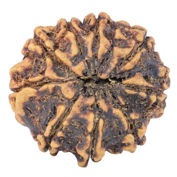 9 Mukhi Rudraksha 25.9mm 3gm - Rudraksha back
