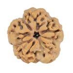 1MK(Underdeveloped) 23.7mm 4.6gm - Rudraksha back