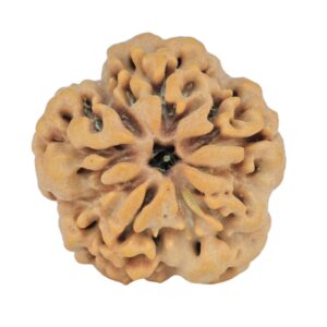 1MK(Underdeveloped) 23.7mm 4.6gm - Rudraksha back