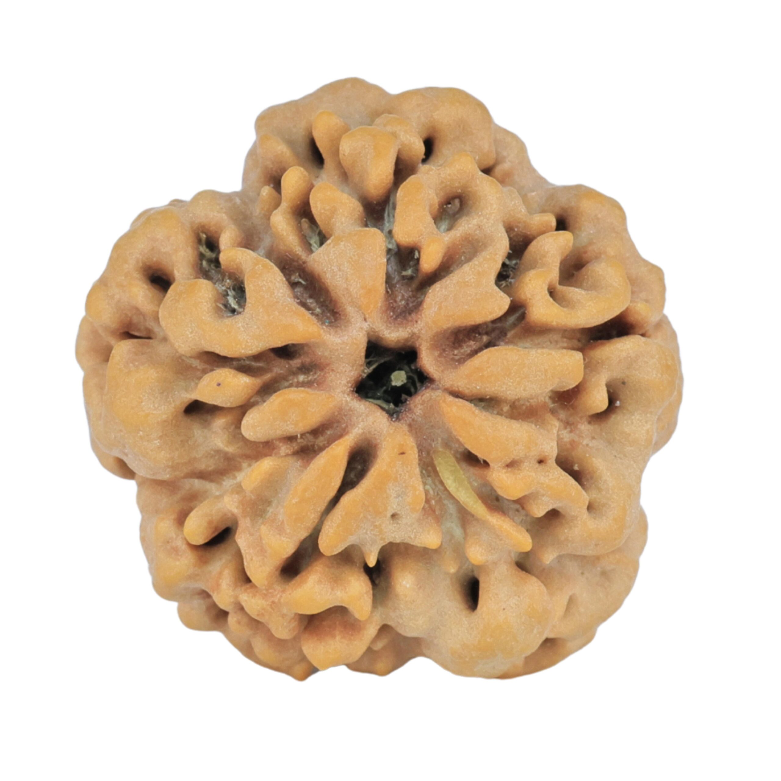 1MK(Underdeveloped) 23.7mm 4.6gm - Rudraksha back