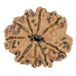 9 Mukhi Rudraksha 26.6mm 4.37gm - Rudraksha back