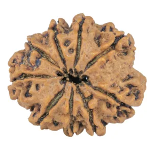 9 Mukhi Rudraksha 26.6mm 4.37gm - Rudraksha back